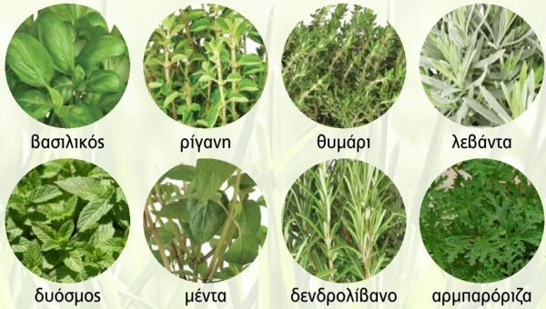 Αρωματικά φυτά και βότανα